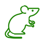 Rodent